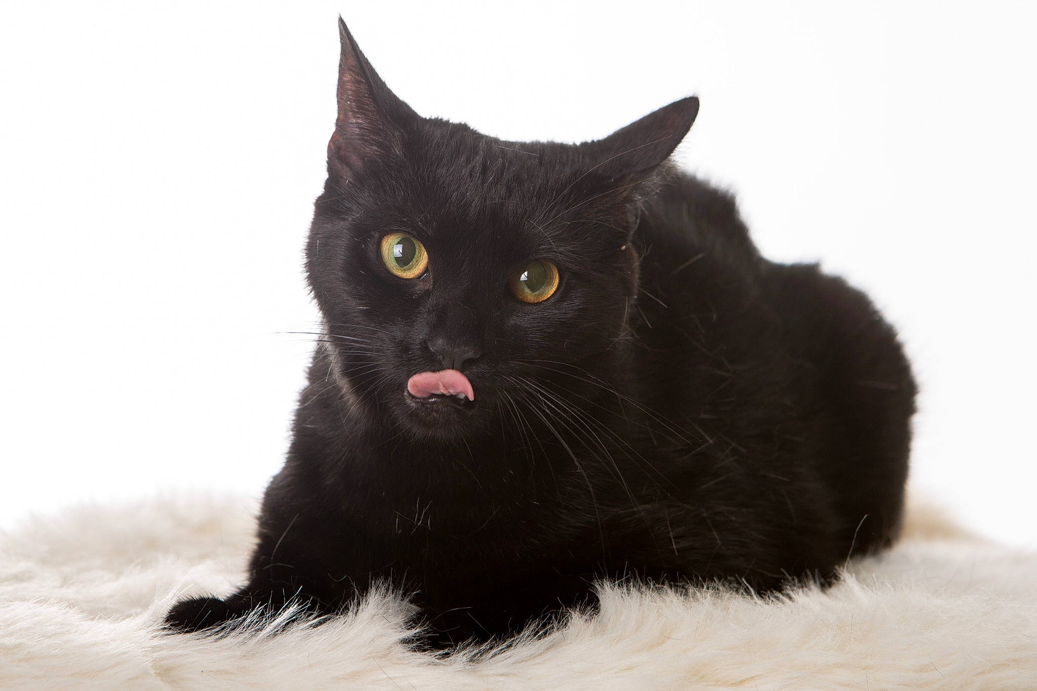 Leyla a rejoint le concours — aidez-le/la à gagner de superbes lots ! black_cat, bombay, carnivore, cat, domestic_short_haired_cat, felidae, fur, paw, small_to_medium_sized_cats, snout, tail, terrestrial_animal, whiskers, window