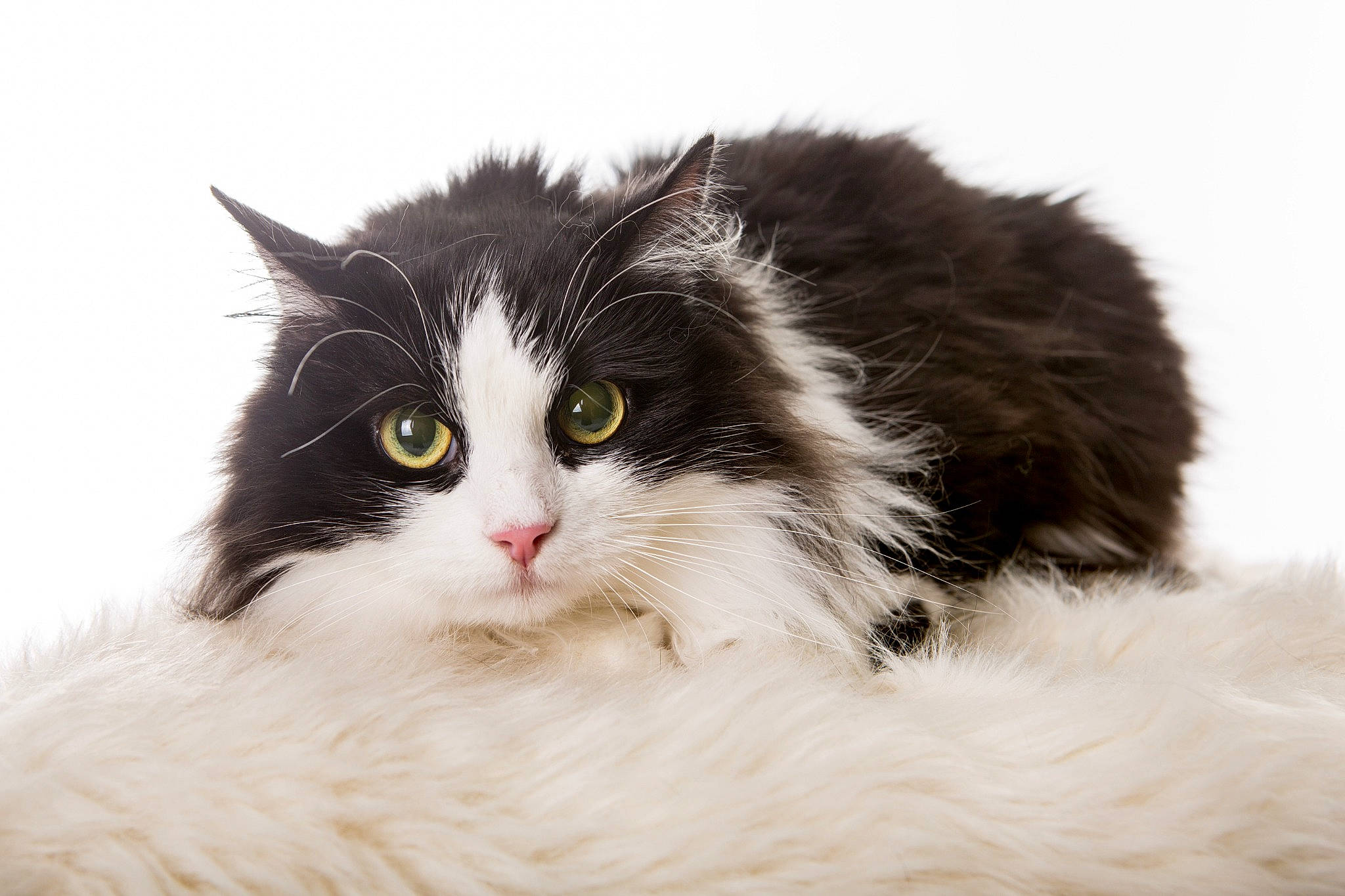 Luna participe au concours pour gagner de l'argent avec cette photo : carnivore, cat, felidae, fur, science, small_to_medium_sized_cats, staple_food, terrestrial_animal, whiskers