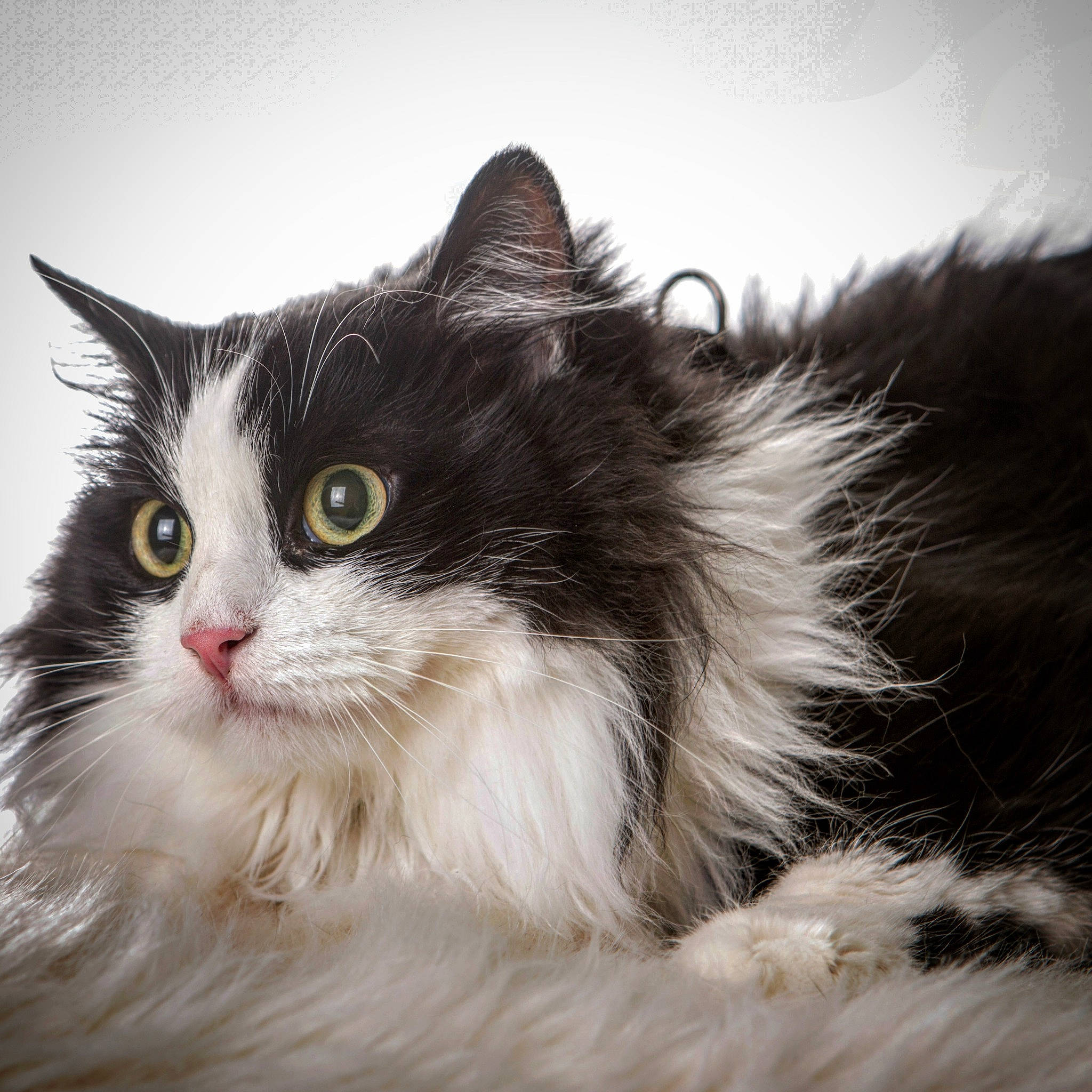 Luna a rejoint le concours — aidez-le/la à gagner de superbes lots ! british_longhair, carnivore, cat, felidae, fur, maine_coon, monochrome_photography, sky, small_to_medium_sized_cats, snout, whiskers