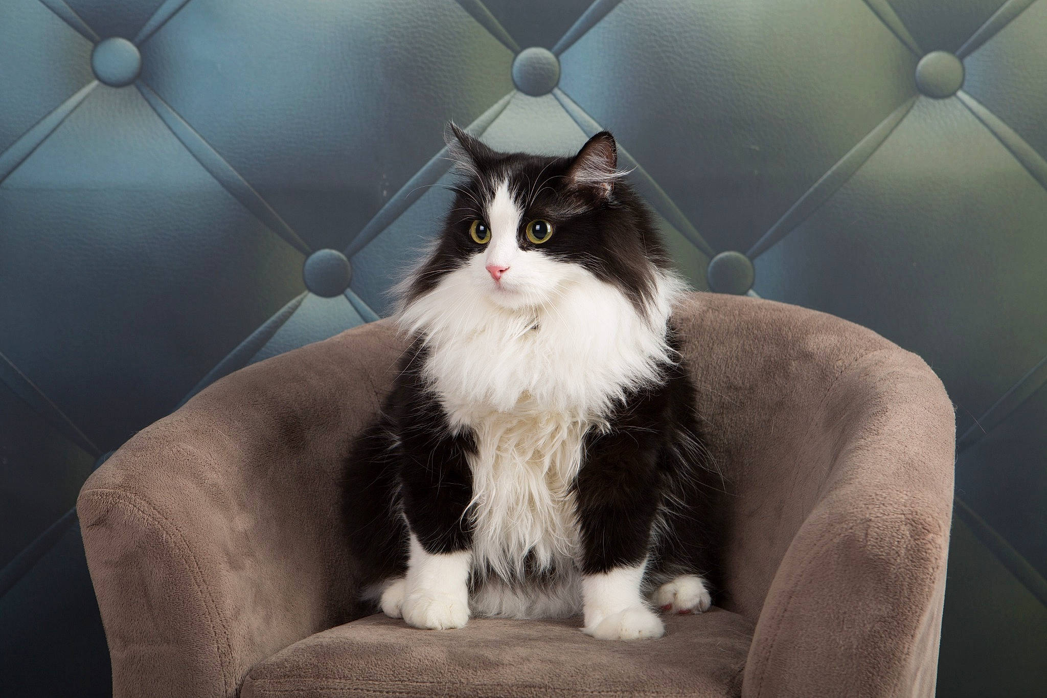 Luna participe au concours pour gagner de l'argent avec cette photo : carnivore, cat, comfort, darkness, domestic_short_haired_cat, felidae, flash_photography, formal_wear, fur, hair, light, monochrome_photography, plant, sitting, small_to_medium_sized_cats, snout, tail, tree, whiskers