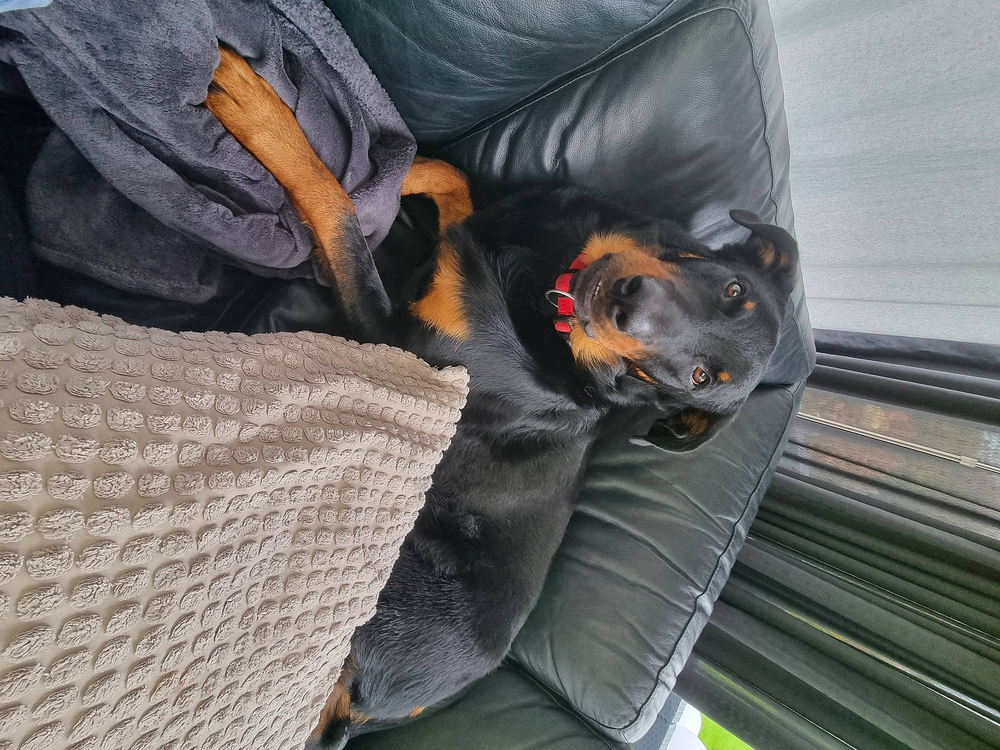 Sezar participe au concours pour gagner de l'argent avec cette photo : bat, canidae, carnivore, comfort, companion_dog, dobermann, dog, dog_breed, fur, guard_dog, linens, montenegrin_mountain_hound, nap, pinscher, prazsky_krysarik, sleep, sporting_group, toy_dog, vertebrate