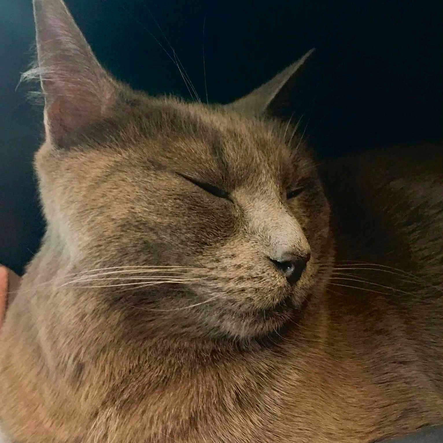 Mistinguette participe au concours pour gagner de l'argent avec cette photo : animal, calm, cat, close_up, cozy, cute, domestic_cat, ears, feline, fur, indoor, nose, pet, portrait, relaxed, resting, sleeping, soft, whiskers, zipper