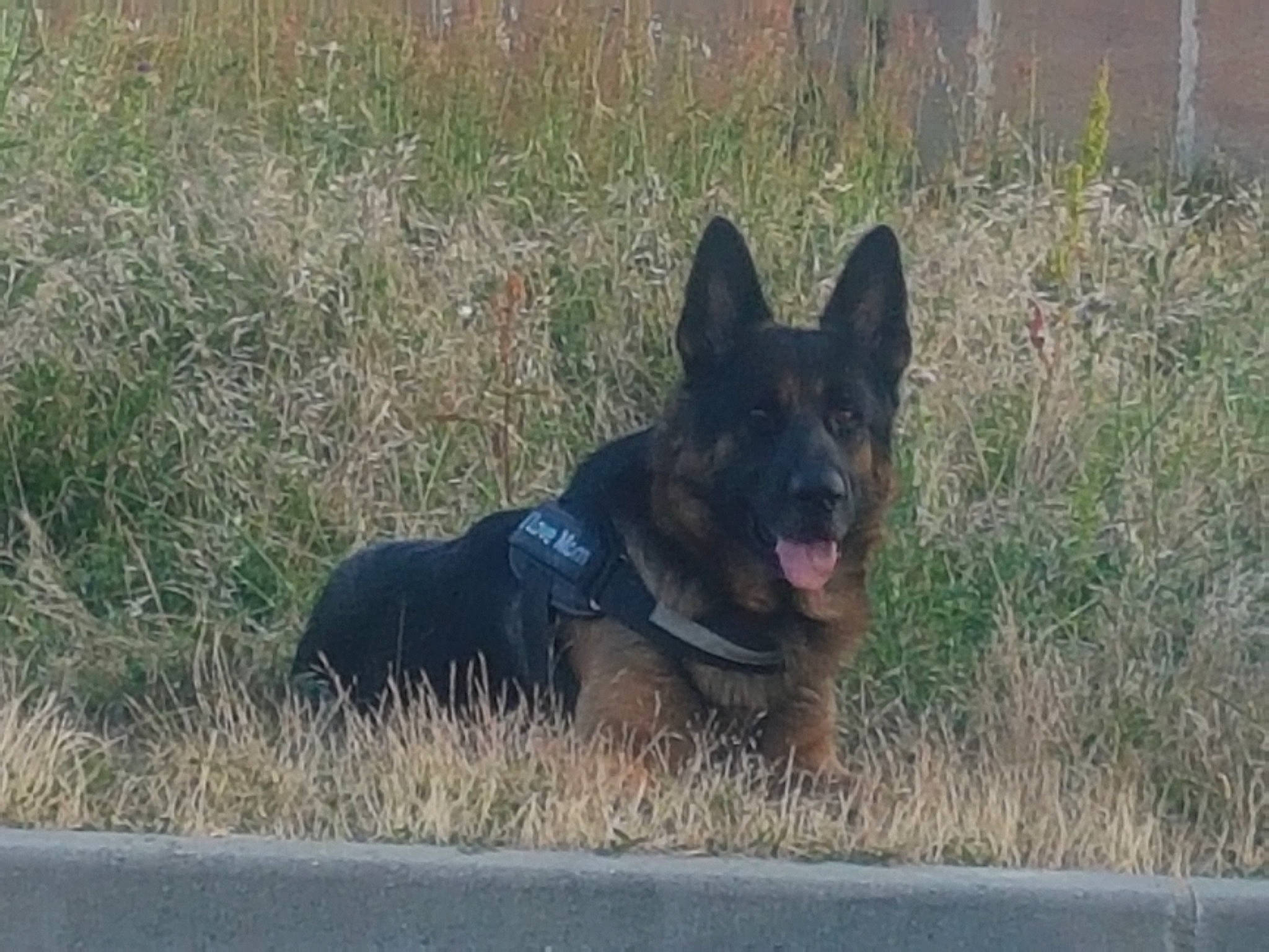 Newton participe au concours pour gagner de l'argent avec cette photo : canidae, carnivore, dog, dog_breed, east_european_shepherd, german_shepherd_dog, grass, guard_dog, herding_dog, king_shepherd, law_enforcement, old_german_shepherd_dog, plant, road_surface, snout, sporting_group, terrestrial_animal, wildlife, working_animal, working_dog