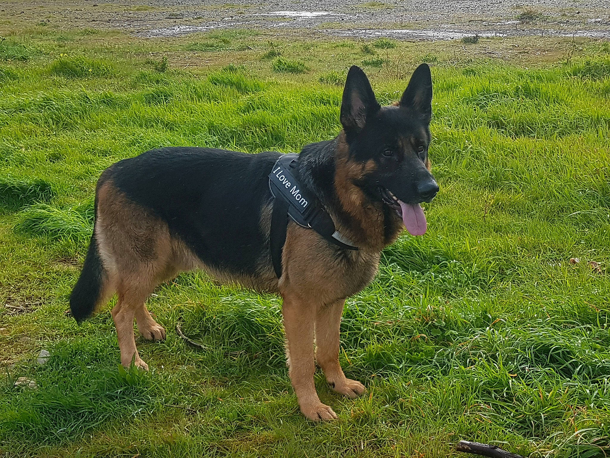 Newton participe au concours pour gagner de l'argent avec cette photo : canidae, carnivore, collar, companion_dog, dog, dog_breed, dog_supply, east_european_shepherd, german_shepherd_dog, grass, herding_dog, king_shepherd, plant, sporting_group, terrestrial_animal, working_animal, working_dog