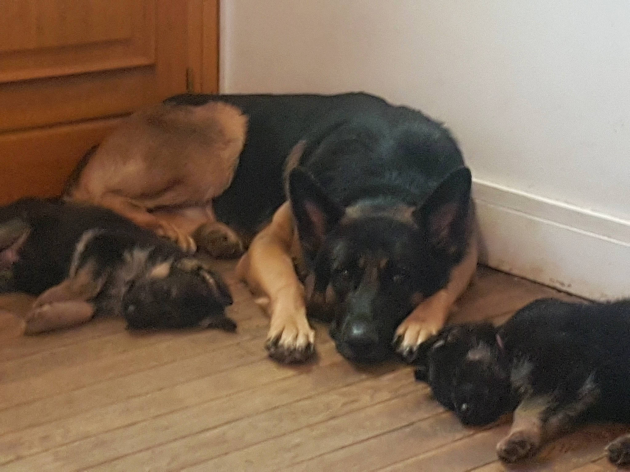 Newton participe au concours pour gagner de l'argent avec cette photo : borador, canidae, carnivore, comfort, companion_dog, dog, dog_breed, door, fawn, floor, flooring, fur, guard_dog, hardwood, snout, sporting_group, tail, terrestrial_animal, wood_flooring, working_animal