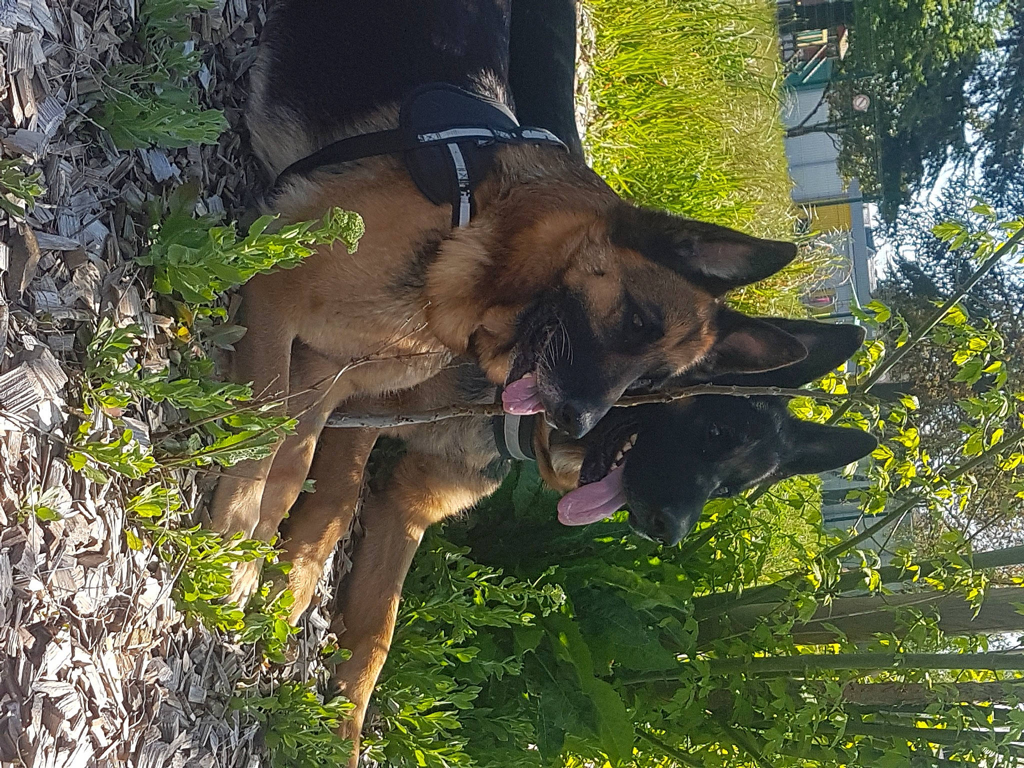 Newton participe au concours pour gagner de l'argent avec cette photo : canidae, carnivore, collar, dog, dog_breed, dog_collar, dog_supply, fawn, german_shepherd_dog, leash, liver, old_german_shepherd_dog, pet_supply, plant, snout, sporting_group, tail, terrestrial_animal, tree, working_animal