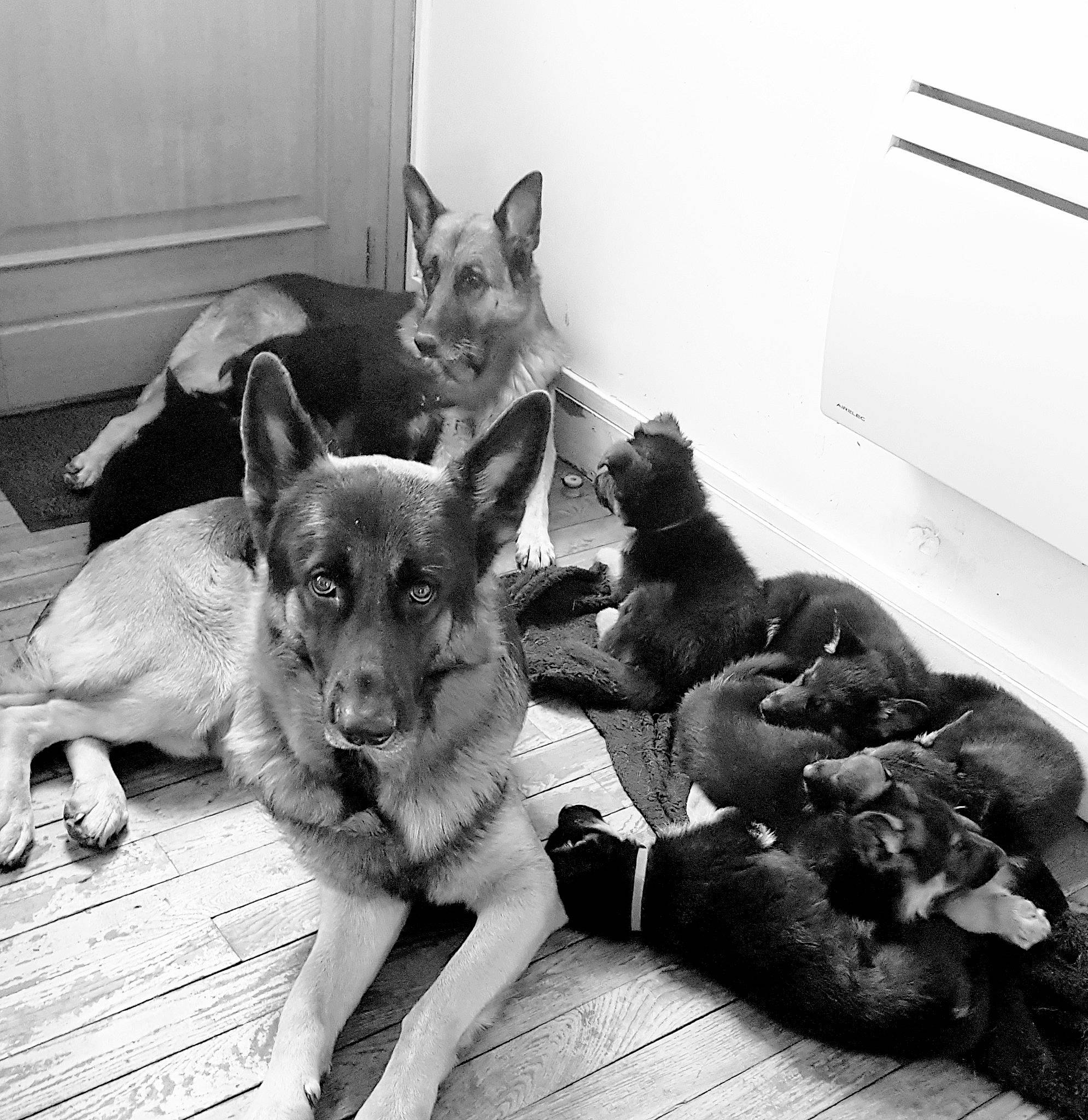 Loona a rejoint le concours — aidez-le/la à gagner de superbes lots ! black, black_and_white, carnivore, comfort, companion_dog, dog, dog_breed, ear, fawn, felidae, grey, monochrome, monochrome_photography, small_to_medium_sized_cats, snapshot, snout, style, whiskers, white, working_animal