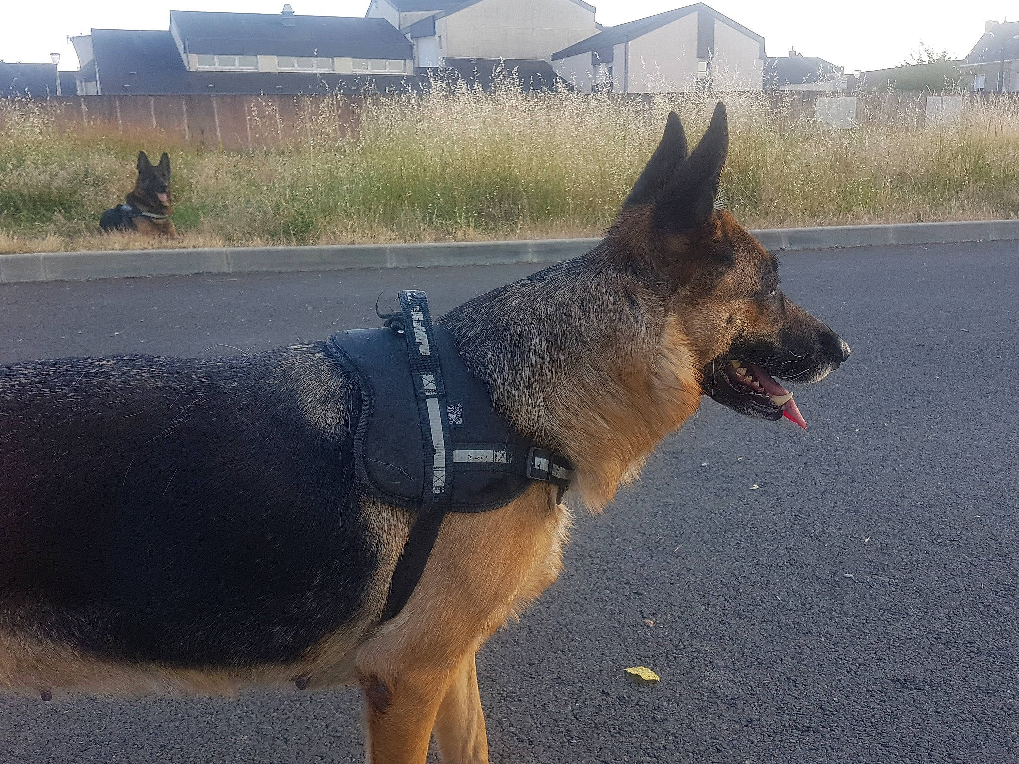 Loona participe au concours pour gagner de l'argent avec cette photo : canidae, carnivore, collar, dog, dog_breed, dog_collar, dog_supply, east_european_shepherd, german_shepherd_dog, herding_dog, king_shepherd, old_german_shepherd_dog, pet_supply, plant, road_surface, sky, sporting_group, working_animal, working_dog