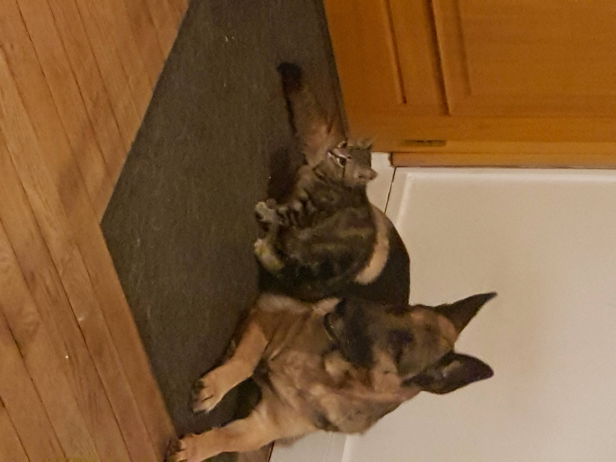 Loona participe au concours pour gagner de l'argent avec cette photo : brown, canidae, carnivore, cat, companion_dog, dog, dog_breed, domestic_short_haired_cat, fawn, felidae, flooring, fur, german_shepherd_dog, hardwood, small_to_medium_sized_cats, snout, tail, whiskers, wood, wood_stain