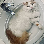 Skadi a rejoint le concours — aidez-le/la à gagner de superbes lots ! bathroom, cat, close_up, cute, domestic_animal, faucet, fluffy_cat, fur, green_eyes, indoor, orange_tail, paws, pet, playful_pose, porcelain_sink, relaxed, resting, sink, tail, white_cat