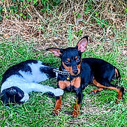 Nina a rejoint le concours — aidez-le/la à gagner de superbes lots ! cat, dog, grass, outdoor, pet, animal, black_and_white_cat, small_dog, nature, relaxed, greenery, ears, collar, lying_down, friendship, playful, furry, cute, companions, leafy_background