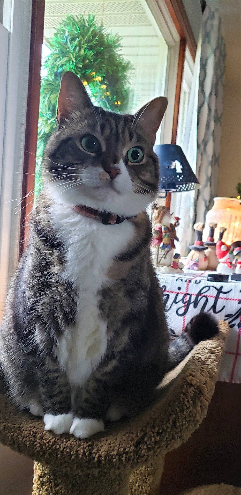 Rugby joined the competition — help win amazing prizes! carnivore, cat, claw, curtain, domestic_short_haired_cat, door, felidae, fur, pattern, paw, sitting, small_to_medium_sized_cats, snout, tail, tree, whiskers, window