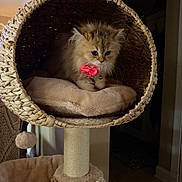 Bianka joined the competition — help win amazing prizes! cat, kitten, fluffy, pink_flower, collar, basket, cat_tree, furniture, indoor, pet, cozy, soft_lighting, curious, animal, cute, small, resting, home, woven, fur