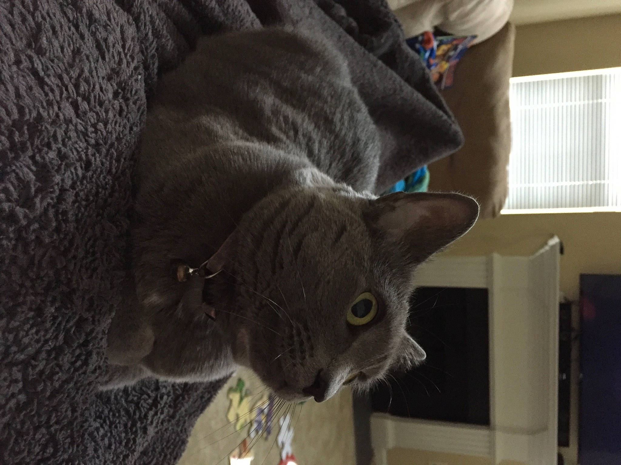 Lucy joined the competition — help win amazing prizes! british_shorthair, carnivore, cat, chartreux, domestic_short_haired_cat, felidae, fur, grey, korat, pet_supply, russian_blue, small_to_medium_sized_cats, snout, terrestrial_animal, vertebrate, whiskers, window_blind, window_covering, window_treatment