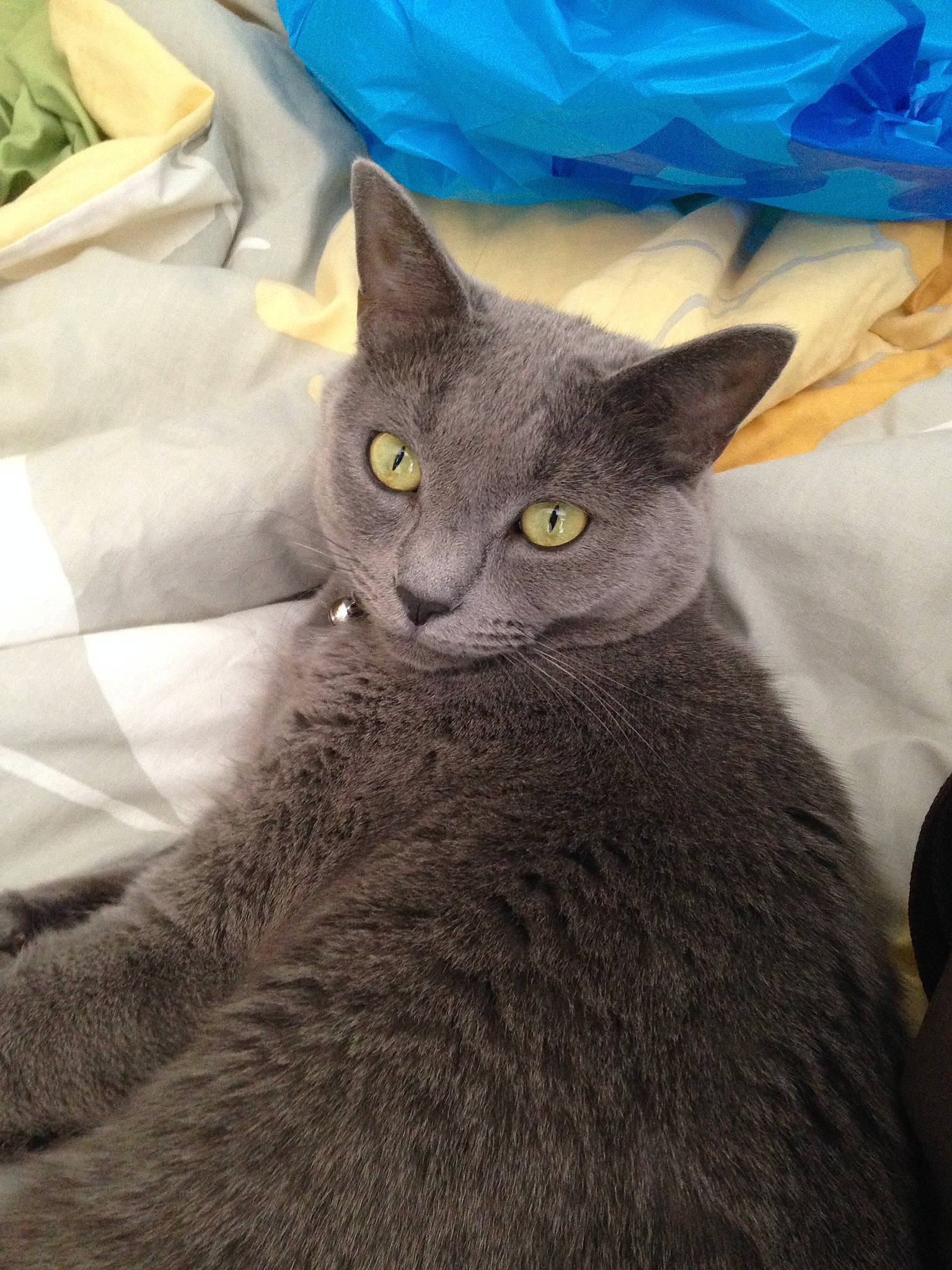 Lucy is registered to the contest to win money with this photo: black_cat, british_shorthair, carnivore, cat, chartreux, domestic_short_haired_cat, felidae, fur, grey, korat, linens, russian_blue, small_to_medium_sized_cats, snout, terrestrial_animal, vertebrate, whiskers, yellow