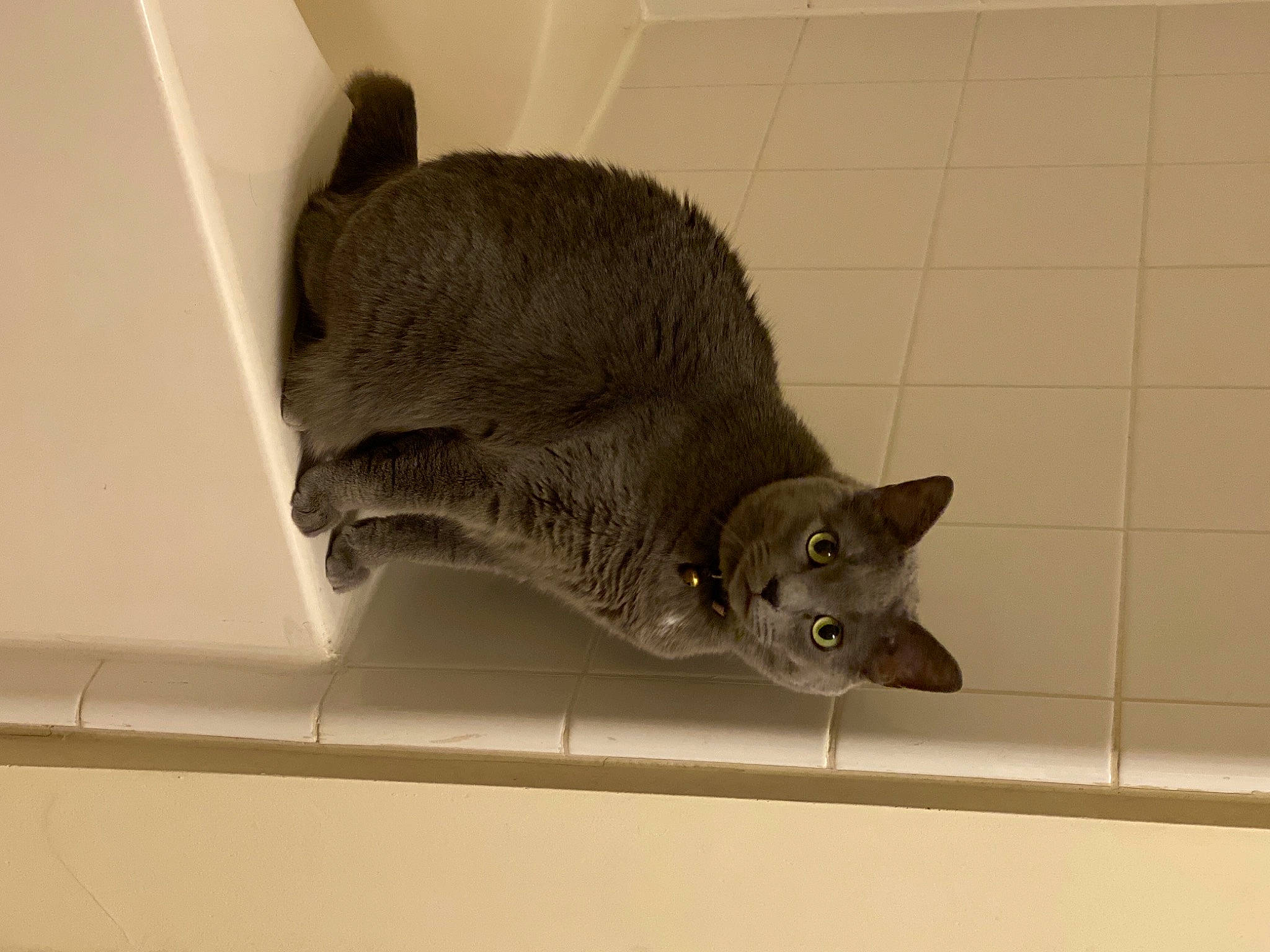 Lucy joined the competition — help win amazing prizes! beige, carnivore, cat, domestic_short_haired_cat, fawn, felidae, floor, flooring, iris, korat, small_to_medium_sized_cats, snout, tail, tile, vertebrate, whiskers