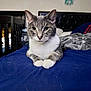 Tig is registered to the contest to win money with this photo: cat, grey_cat, white_cat, bed, bedspread, blue_bedspread, blanket, crib, dreamcatcher, indoor, feline, pet, animal, looking_at_camera, resting, fur, whiskers, ears, head, cozy
