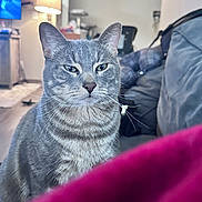 Tig joined the competition — help win amazing prizes! cat, gray_tabby, indoor, living_room, furniture, lamp, television, couch, whiskers, ears, fur, pet, animal, domestic_cat, floor, soft_light, close_up, background_blur, red_object, skeptical_expression