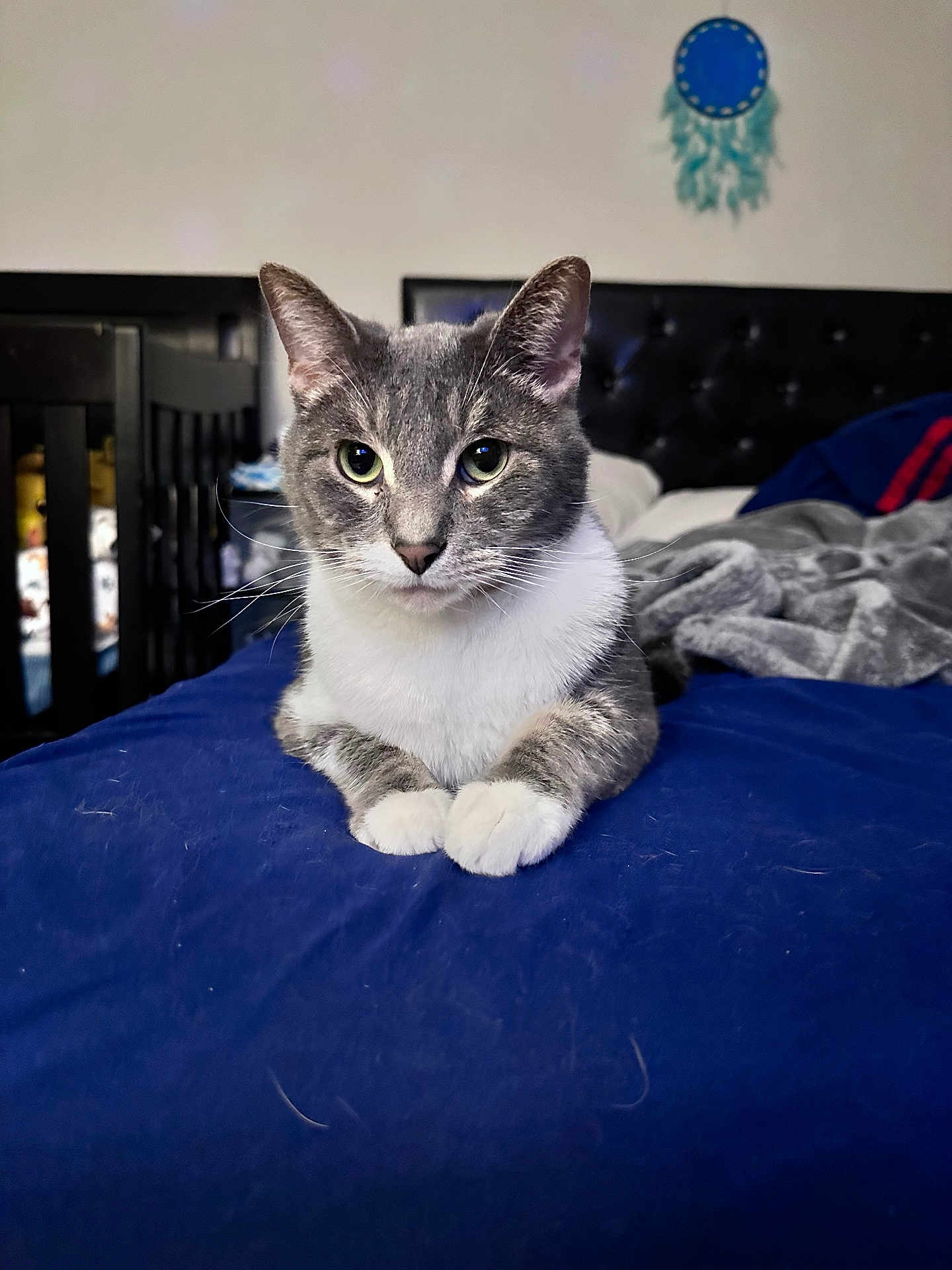 Sox
