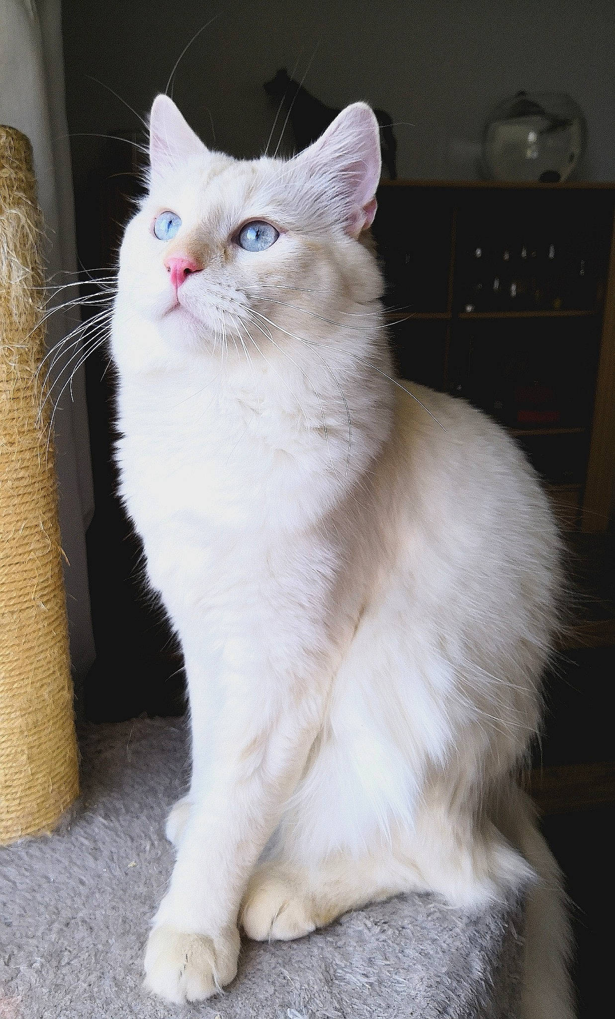 Choupi participe au concours pour gagner de l'argent avec cette photo : aegean_cat, asian, asian_semi_longhair, burmilla, carnivore, cat, colorpoint_shorthair, domestic_long_haired_cat, felidae, japanese_bobtail, javanese, khao_manee, mammal, ragdoll, small_to_medium_sized_cats, tail, turkish_angora, turkish_van, vertebrate, whiskers