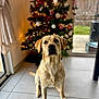 dog, labrador, golden_retriever, christmas_tree, holiday_decorations, indoor, tiled_floor, window, natural_light, pet, animal, decorations, ornaments, tree_lights, festive, home, curtains, christmas, cute, sitting