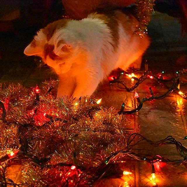 Finn is registered to the contest to win money with this photo: christmas, christmas_decoration, christmas_eve, christmas_lights, christmas_ornament, christmas_tree, event, holiday, interior_design, tradition, tree