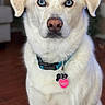 Aspen is registered to the contest to win money with this photo: animal, blue_eyes, canine, close_up, collar, dog, domestic_animal, ears, floor, fur, house, indoor, looking_at_camera, nose, pet, portrait, sitting, tag, whiskers, white_dog