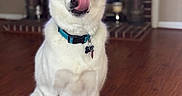 Aspen is registered to the contest to win money with this photo: animal, brick, canine, collar, cute, dog, domestic, expression, fireplace, fur, home_interior, indoor, mammal, pet, playful, sitting, tongue, tongue_out, white_dog, wooden_floor