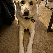 Aspen is registered to the contest to win money with this photo: animal, canine, carpet, collar, curtain, cute, dog, domestic, floor, front_legs, furniture, household, indoor, looking_at_camera, lying_down, mammal, paw, pet, resting, tag