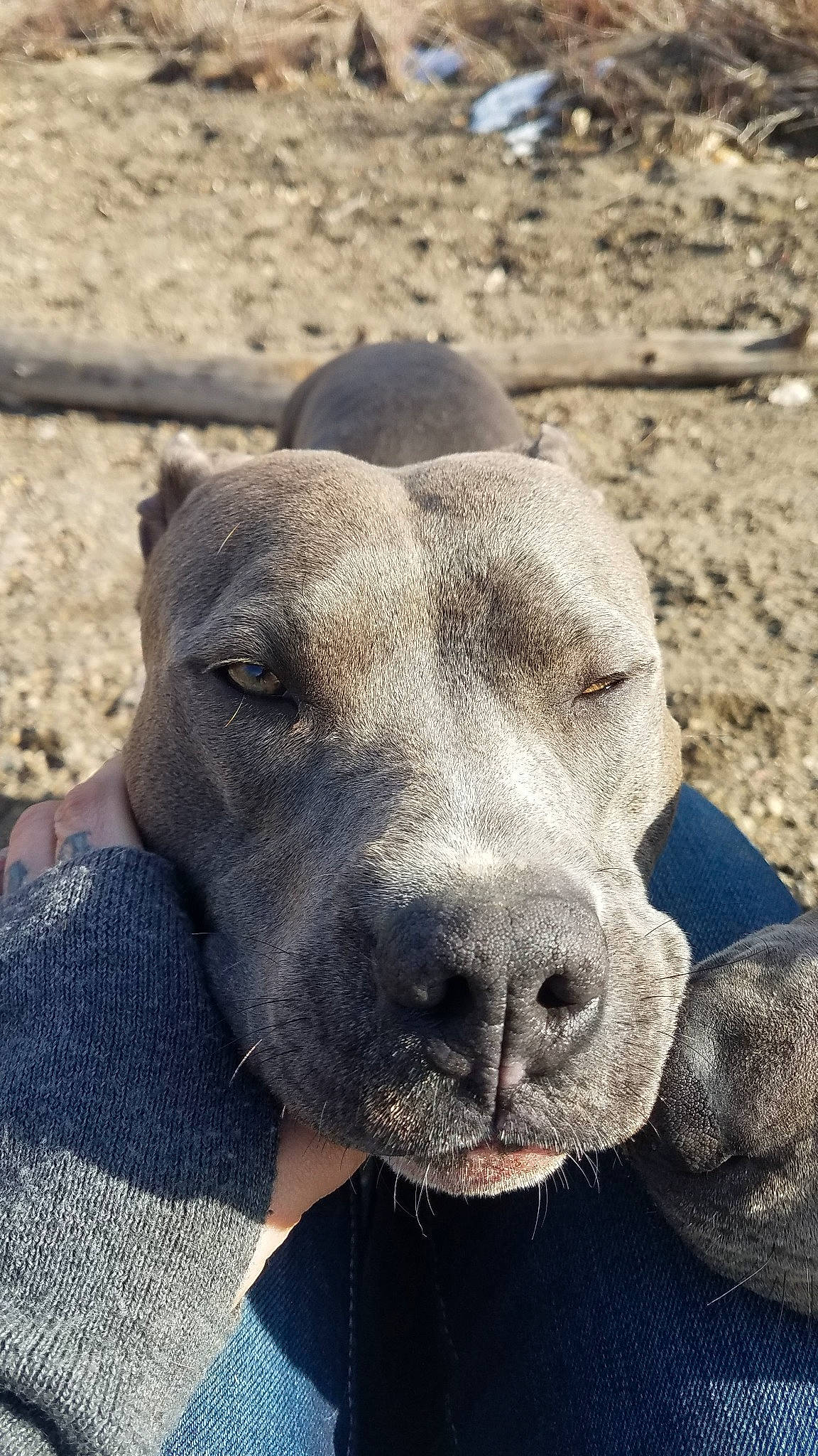 Nalla joined the competition — help win amazing prizes! canidae, carnivore, collar, companion_dog, dog, dog_breed, dog_collar, electric_blue, fawn, fur, great_dane, guard_dog, jaw, pet_supply, sand, snout, sporting_group, terrestrial_animal, whiskers, working_animal