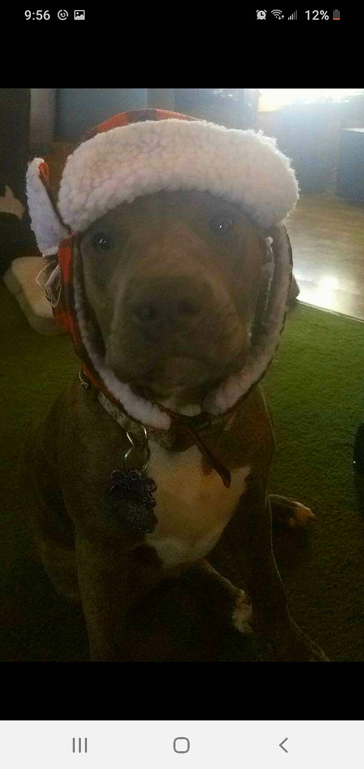 Nalla is registered to the contest to win money with this photo: canidae, cap, carnivore, companion_dog, dog, dog_breed, dog_collar, eyewear, fawn, fur, grass, hat, head, personal_protective_equipment, selfie, snout, sporting_group, whiskers, window, working_animal