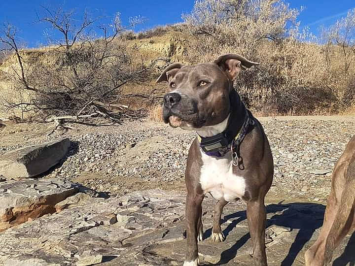 Brooklyn is registered to the contest to win money with this photo: bedrock, canidae, carnivore, collar, companion_dog, dog, dog_breed, dog_collar, fawn, landscape, leash, pet_supply, plant, sky, snout, sporting_group, terrestrial_animal, tree, whiskers, working_animal