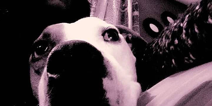 Rollo is registered to the contest to win money with this photo: ancient_dog_breeds, carnivore, close_up, companion_dog, dalmatian, dog, dog_breed, fawn, fur, monochrome, monochrome_photography, non_sporting_group, snout, sporting_group, terrestrial_animal, whiskers, working_animal, working_dog