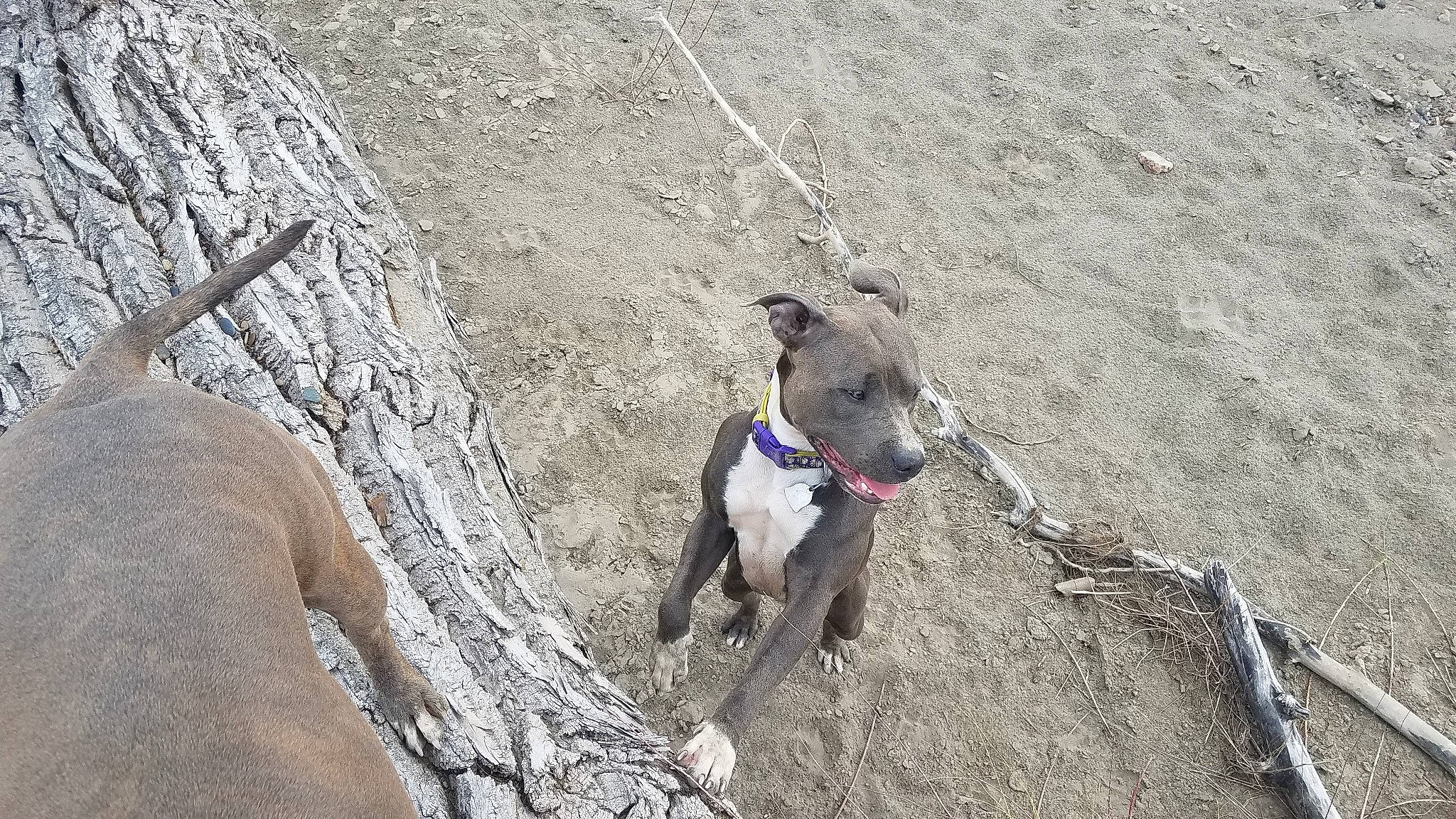 Brooklyn joined the competition — help win amazing prizes! canidae, carnivore, collar, companion_dog, dog, dog_breed, dog_collar, dog_supply, fashion_accessory, fawn, leash, pet_supply, rampur_greyhound, recreation, snout, soil, sporting_group, terrestrial_animal, trunk, working_animal