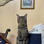 Storm is registered to the contest to win money with this photo: cat, tabby, fruit, apple, orange, lemon, table, basket, receipts, papers, wall, painting, angel, mirror, domestic, indoor, pet, feline, still_life, decor