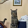 cat, tabby, fruit, apple, orange, lemon, table, basket, receipts, papers, wall, painting, angel, mirror, domestic, indoor, pet, feline, still_life, decor