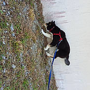 Angèle a rejoint le concours — aidez-le/la à gagner de superbes lots ! animal, black_dog, blue_leash, canine, curious, daylight, dog, exploring, fur, grass, gravel, leash, nature, outdoor, pet, red_harness, sidewalk, sniffing, walking, wall