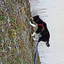 animal, black_dog, blue_leash, canine, curious, daylight, dog, exploring, fur, grass, gravel, leash, nature, outdoor, pet, red_harness, sidewalk, sniffing, walking, wall