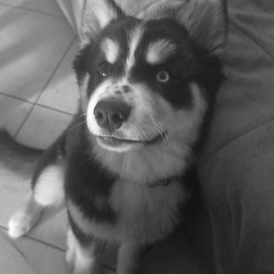 Angèle a rejoint le concours — aidez-le/la à gagner de superbes lots ! animal, black_and_white, collar, couch, cute, dog, domestic, ears, floor, fur, indoor, looking_up, nose, pet, portrait, puppy, sitting, tile, whiskers, young