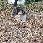 Olympe a rejoint le concours — aidez-le/la à gagner de superbes lots ! calico_cat, kitten, cat, outdoor, grass, dry_grass, animal, pet, feline, lawn_mower, wheel, nature, young_animal, curious, resting, playful, two_animals, closeup, fur, small_animal