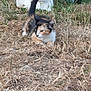 calico_cat, kitten, cat, outdoor, grass, dry_grass, animal, pet, feline, lawn_mower, wheel, nature, young_animal, curious, resting, playful, two_animals, closeup, fur, small_animal