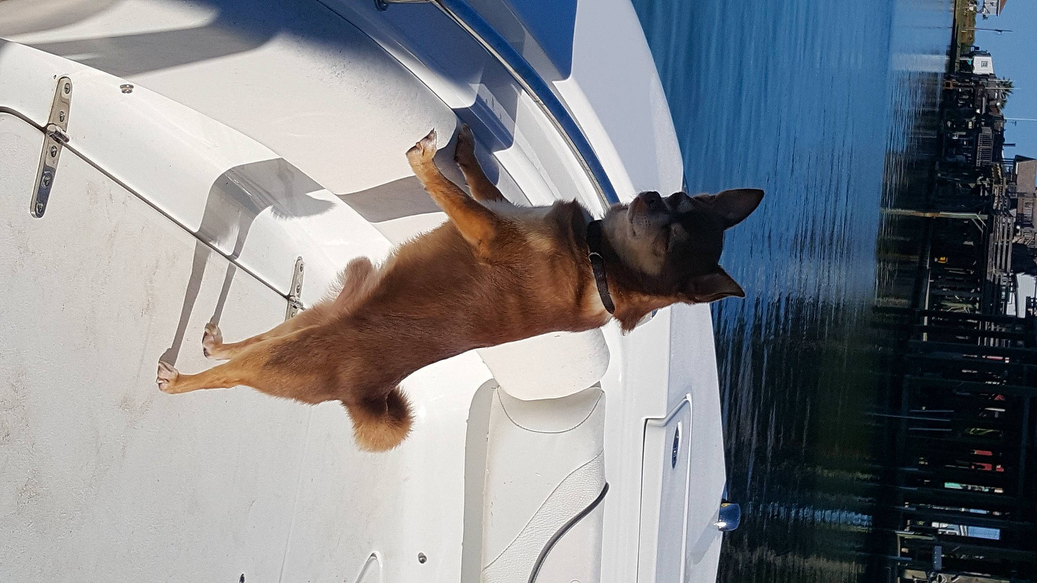Gizmo joined the competition — help win amazing prizes! canidae, carnivore, collar, companion_dog, dog, dog_breed, dog_collar, dog_supply, elbow, fawn, mammal, pet_supply, sporting_group, tail, water, window, windshield, working_animal, working_dog