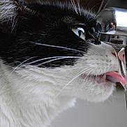 Cadom a rejoint le concours — aidez-le/la à gagner de superbes lots ! cat, black_and_white, close_up, drinking, faucet, water, tongue, whiskers, pet, animal, indoor, face, eye, fur, cute, hydration, reflection, tongue_out, profile, curious