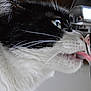 cat, black_and_white, close_up, drinking, faucet, water, tongue, whiskers, pet, animal, indoor, face, eye, fur, cute, hydration, reflection, tongue_out, profile, curious