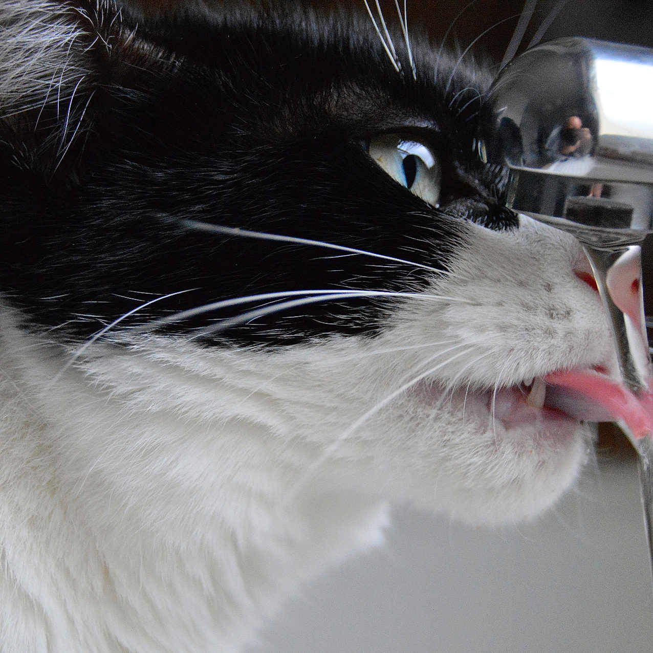 Cadom a rejoint le concours — aidez-le/la à gagner de superbes lots ! animal, black_and_white, cat, close_up, curious, cute, drinking, eye, face, faucet, fur, hydration, indoor, pet, profile, reflection, tongue, tongue_out, water, whiskers