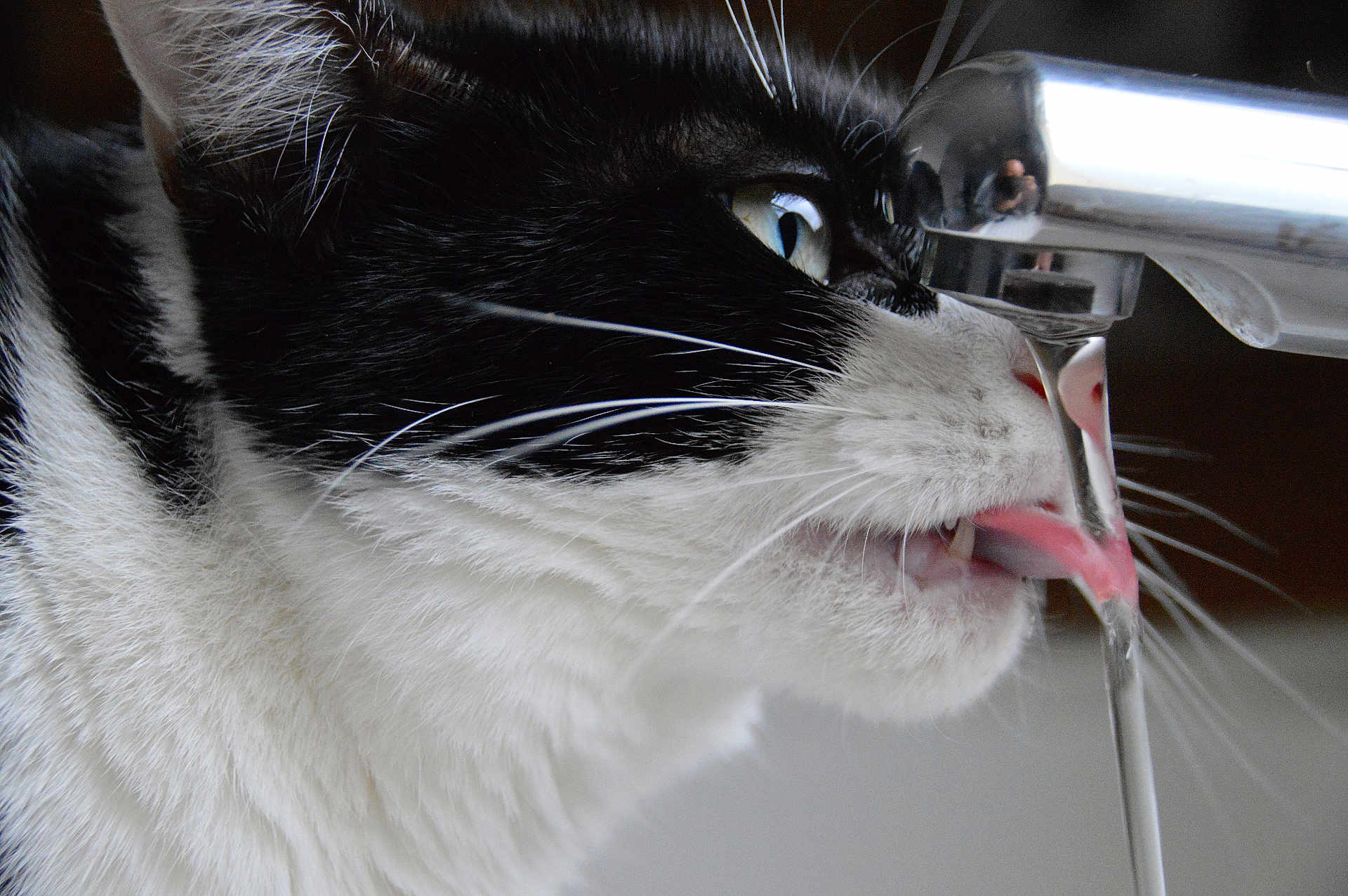 Cadom a rejoint le concours — aidez-le/la à gagner de superbes lots ! cat, black_and_white, close_up, drinking, faucet, water, tongue, whiskers, pet, animal, indoor, face, eye, fur, cute, hydration, reflection, tongue_out, profile, curious