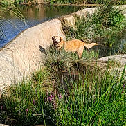 Jade participe au concours pour gagner de l'argent avec cette photo : dog, golden_retriever, animal, outdoors, stream, pond, water, grass, reeds, wildflowers, countryside, nature, sunlight, concrete, drainage_channel, solar_panels, field, trees, reflection, happy