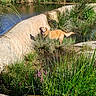 dog, golden_retriever, animal, outdoors, stream, pond, water, grass, reeds, wildflowers, countryside, nature, sunlight, concrete, drainage_channel, solar_panels, field, trees, reflection, happy
