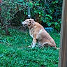Jade a rejoint le concours — aidez-le/la à gagner de superbes lots ! dog, golden_dog, pet, animal, sitting, garden, outdoors, grass, greenery, flowers, roses, plants, backyard, nature, bird_feeder, profile_view, fur, brown_and_white, happy, portrait
