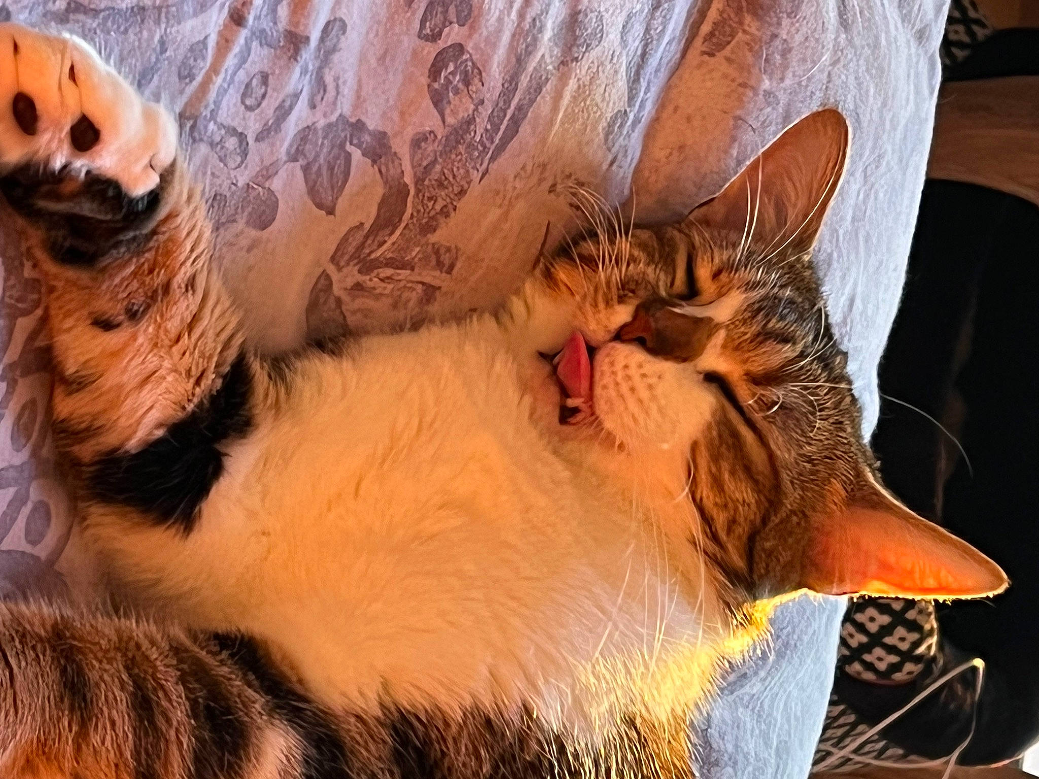 Babé participe au concours pour gagner de l'argent avec cette photo : beard, carnivore, cat, comfort, domestic_short_haired_cat, ear, facial_hair, fawn, felidae, fur, human_leg, lap, mammal, paw, small_to_medium_sized_cats, snout, tail, tree, vertebrate, whiskers